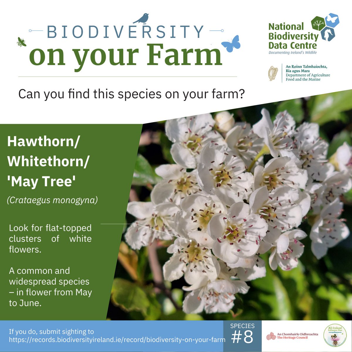 Species #8: Hawthorn The month of May is the perfect time to record Hawthorn, also known as Whitethorn and the ‘May Tree’, with its blossom announcing that spring is turning to summer. Don’t forget to record your sightings here: records.biodiversityireland.ie/record/biodive… #farmlandbiodiversity