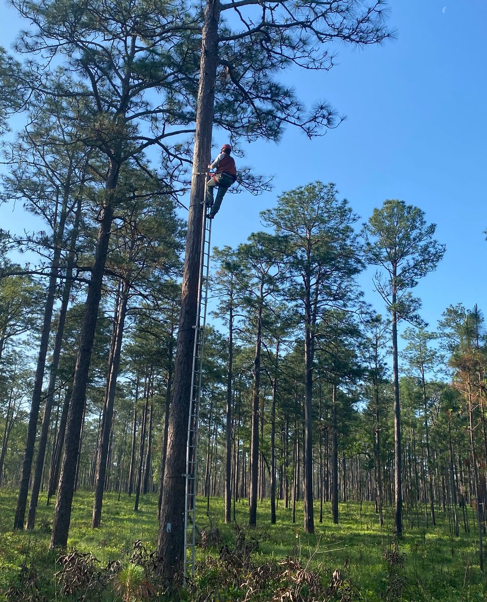 🐤Red-cockaded woodpecker chick banding is underway at Ichauway! So far, we’ve documented 29 active #RCW nests. We’re forecasting ~50 nests and 90-95 banded chicks this season. All appropriate federal permits for banding and handling RCWs in place. #endangeredspecies