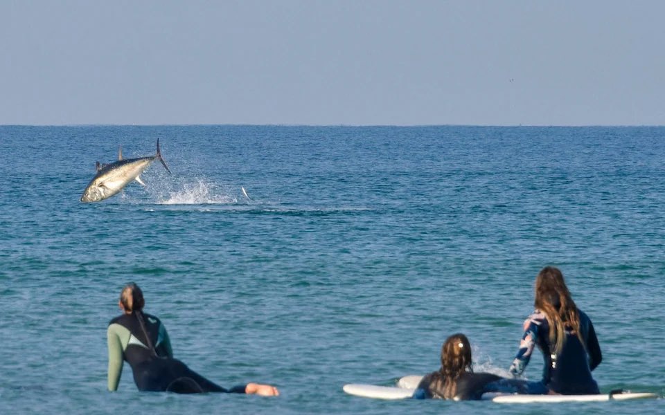 Happy #WorldTunaDay It’s amazing to see these magnificent creatures returning to UK seas. Let’s leave them free & wild rather than plunder them to the brink, like industrial fishing is doing in so many parts of the world.