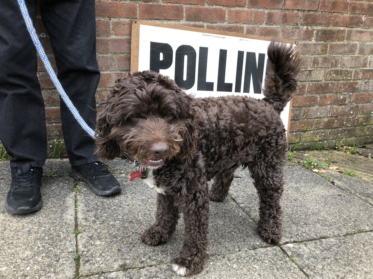 Rodney didn’t have his photo ID and tried to pinch the staff’s sandwiches at Midanbury/Bitterne Park but otherwise our trip to the polling station was fine 🤦‍♀️ #dogsatpollingstations @SouthamptonCC