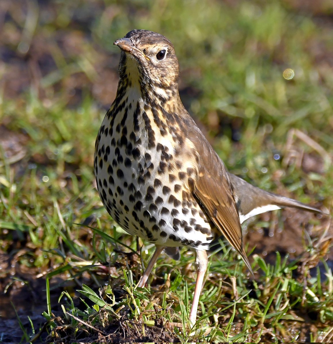 Such a shame that you don't see many Song Thrushes anymore. 😔 They were very common when I was a kid growing up in Kent. When did you last see a Song Thrush? 🐦❤️