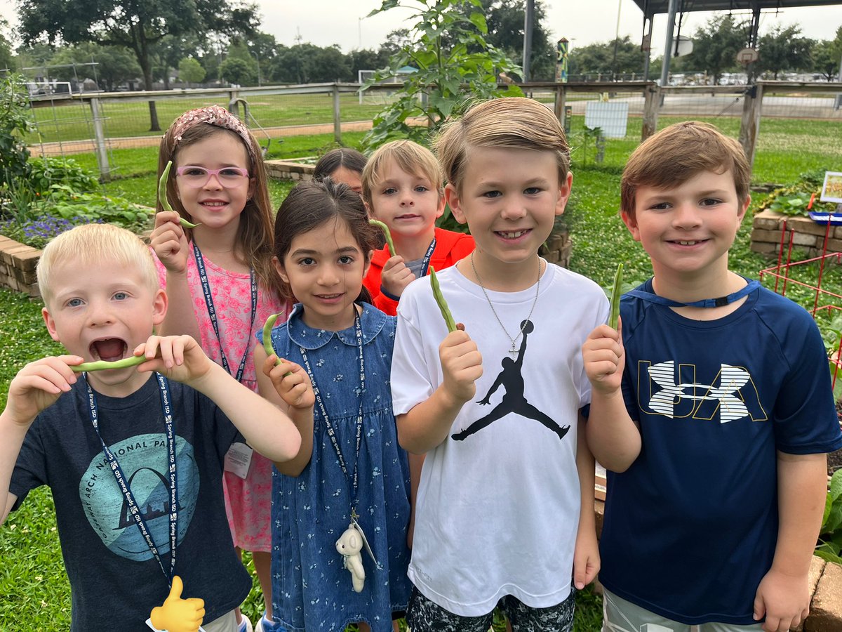 🫛Green Beans🫛 before the ⛈️rain this morning! #GardenDay @WilchesterSBISD #gardenscience #harvest @readygrowgarden @LizGoodman1 @SBISD