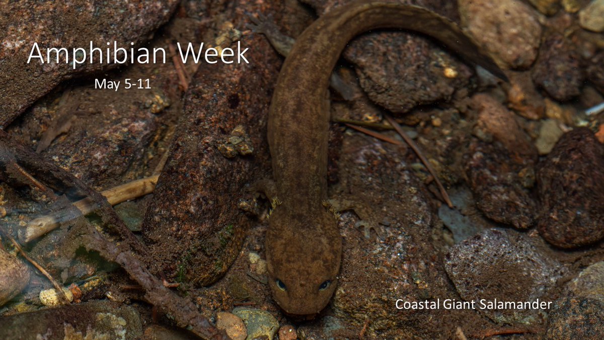 On this #WildWednesday we celebrate #AmphibianWeek
#DYK Amphibians are unique, they begin their lives in the water, but most of their adult life is on land.