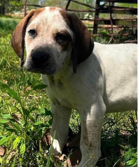 🐶Meet Howie!!🐶 Not sure how anyone can resist this face. proverbs1210rescue.org/animals/detail…