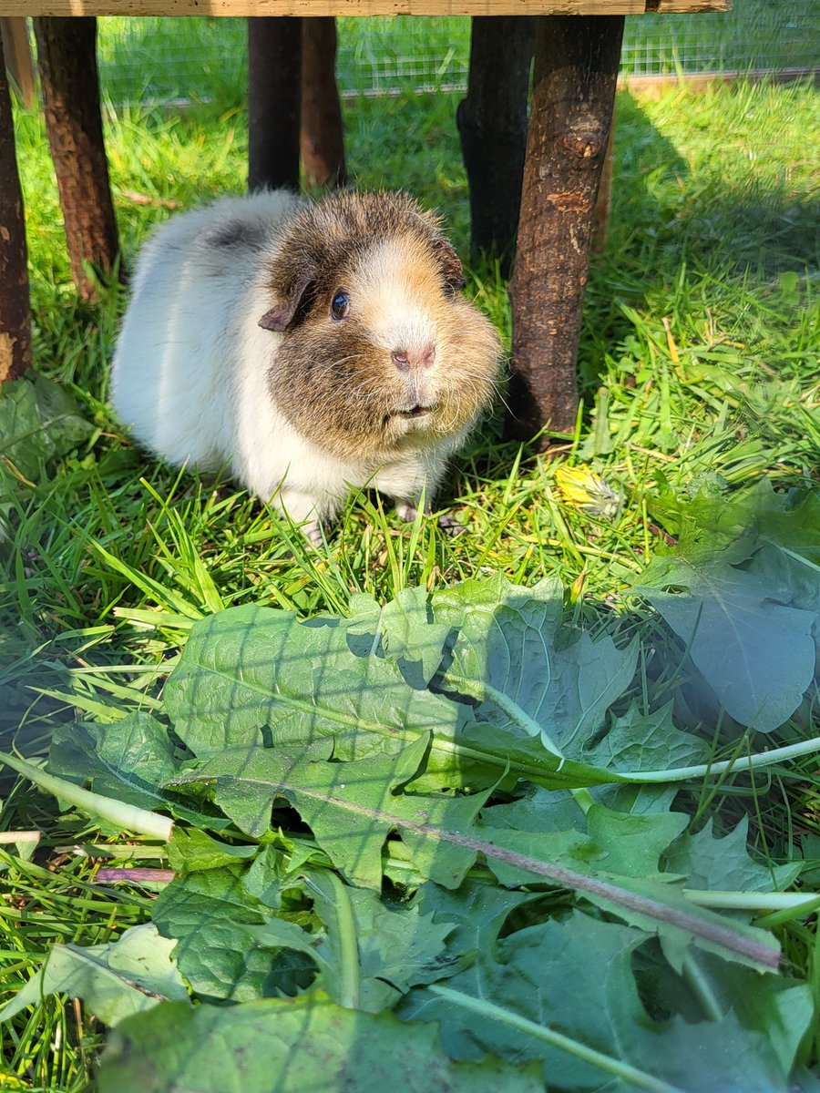 Die Muckel haben heute die Gartensaison eröffnet. Der erste Tag im Garten ist jedes Jahr etwas Besonderes für sie. Alle sind aufgeregt, futtern sich durch das Buffet und hüpfen um die Wette. #verschweint