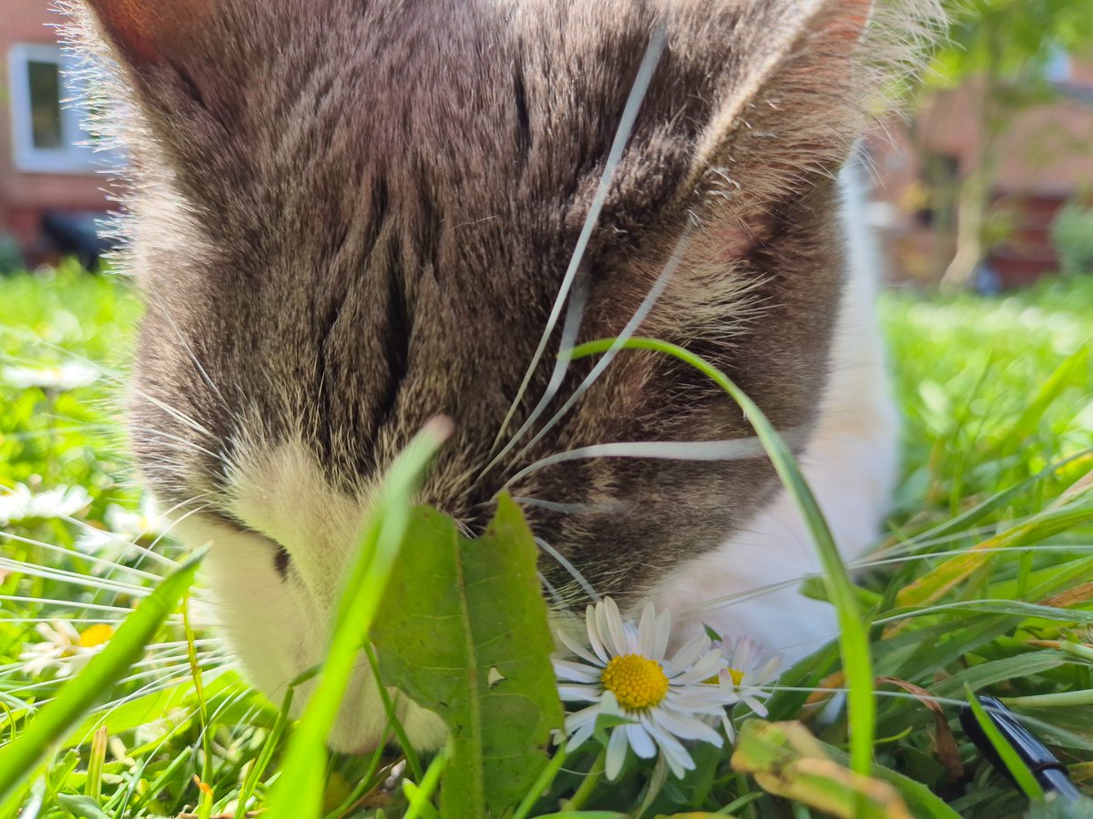 Lawnmowing season commences. He likes me to rile him up a bit 1st and he goes at it furiously. #CatsOfTwitter