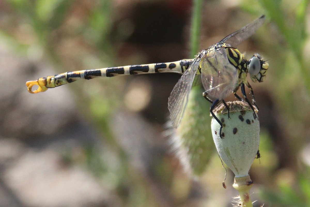 a day ambling out from our hotel, with the burbling of Bee-eaters in our ears all day male Red-footed Falcon, 4+ Black Storks & 10+ Black-headed Buntings were #LesvosBirds highlights around Skala Kallonis, along w/ The Geometrician, Holy Orchid & loads of Mammoth Wasps