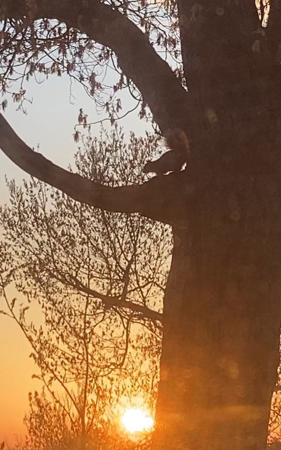 Rocky in the tree watching the sunset last night 🤗 #SquirrelScrolling 🐿 #Sunset