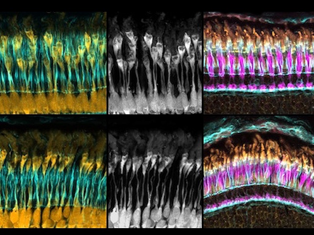 Structure, development, interactions & surrounding environment of microvilli-like calyceal processes on #photoreceptor cells of the retina #zebrafish. Image & research by Maria Sharkova et al @UAlberta in @J_Cell_Sci. On bpod.org.uk/archive/2024/5…