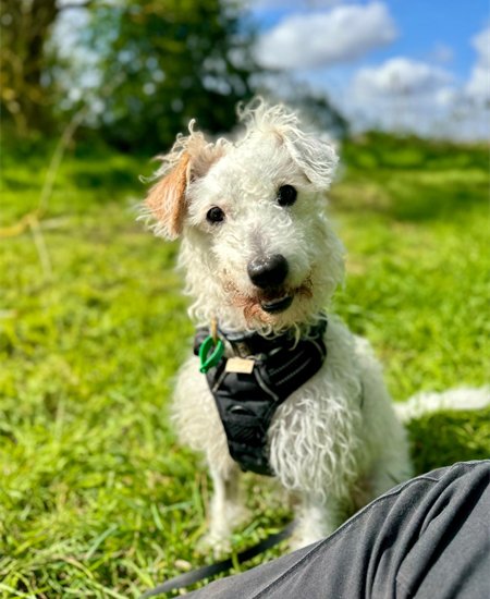 Please retweet to help Tom find a home #LINCOLNSHIRE #UK - REGISTERED BRITISH CHARITY 
Hi guys, it's Tom here....with a face that will melt your heart. I am looking for my forever home.
I am 9 years old, but don't let that fool you, I am a puppy at heart!
You get the best of both…