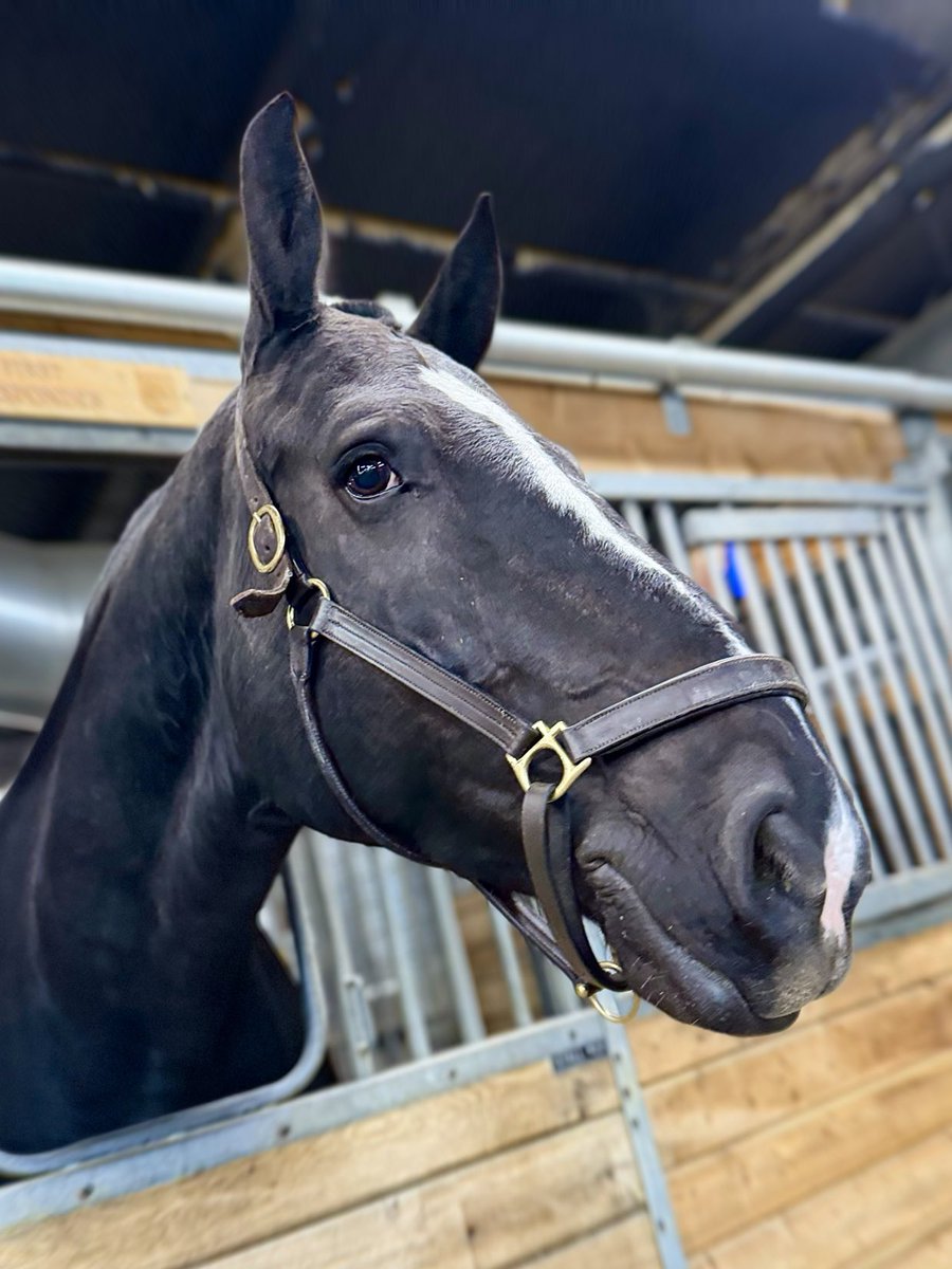 TPSMounted's tweet image. #PHFirstResponder would like to wish everyone a belated happy #firstrespondersday May 1st in Ontario is a day of recognition for all our emergency services teammates #toronto ⁦@TorontoMedics⁩ ⁦@Toronto_Fire⁩ ⁦@TorontoPolice⁩