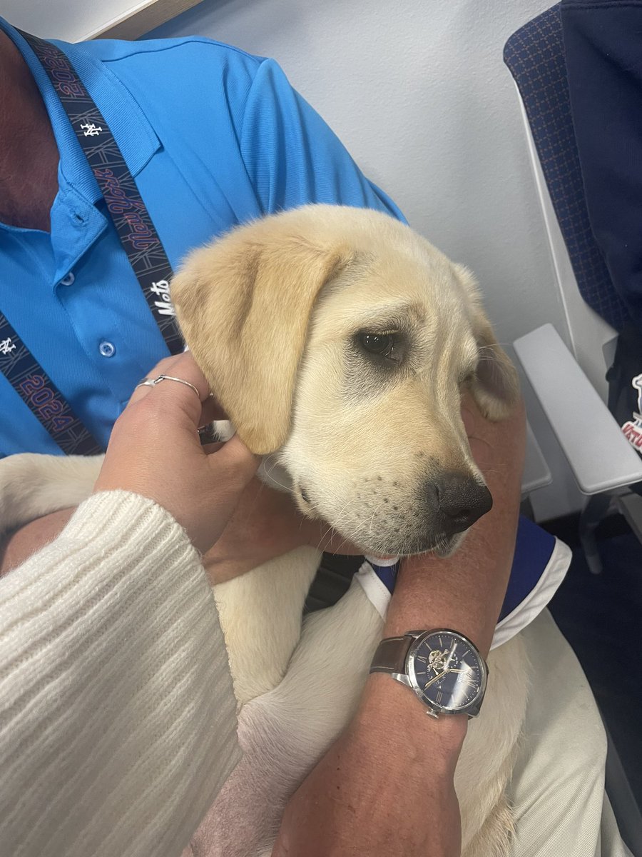 The new Mets service dog, Buddy!