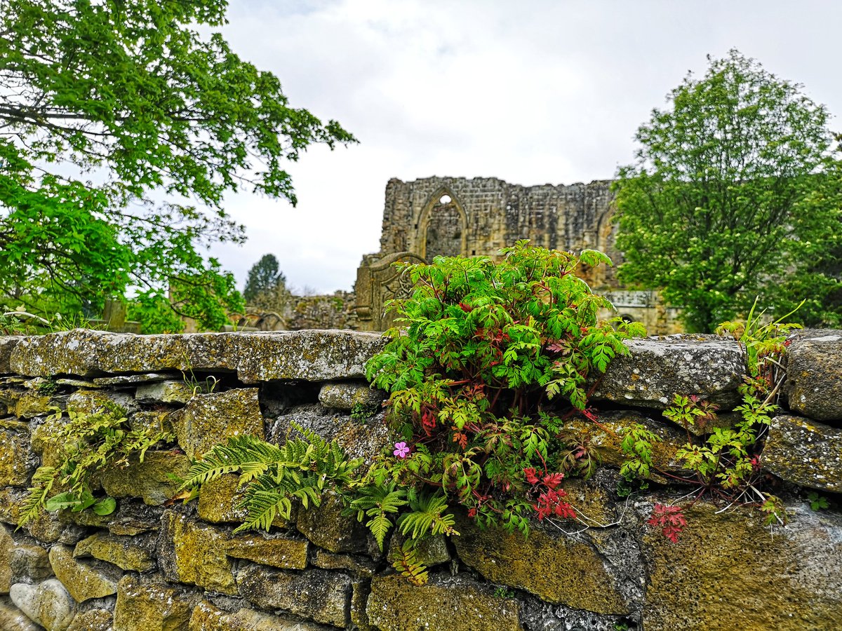 Easby Abbey, Richmond, North Yorkshire. Founded 1151-2. The #Bench came a little later 😂 #BenchLove #pewswithviews #NorthYorkshire #Richmond