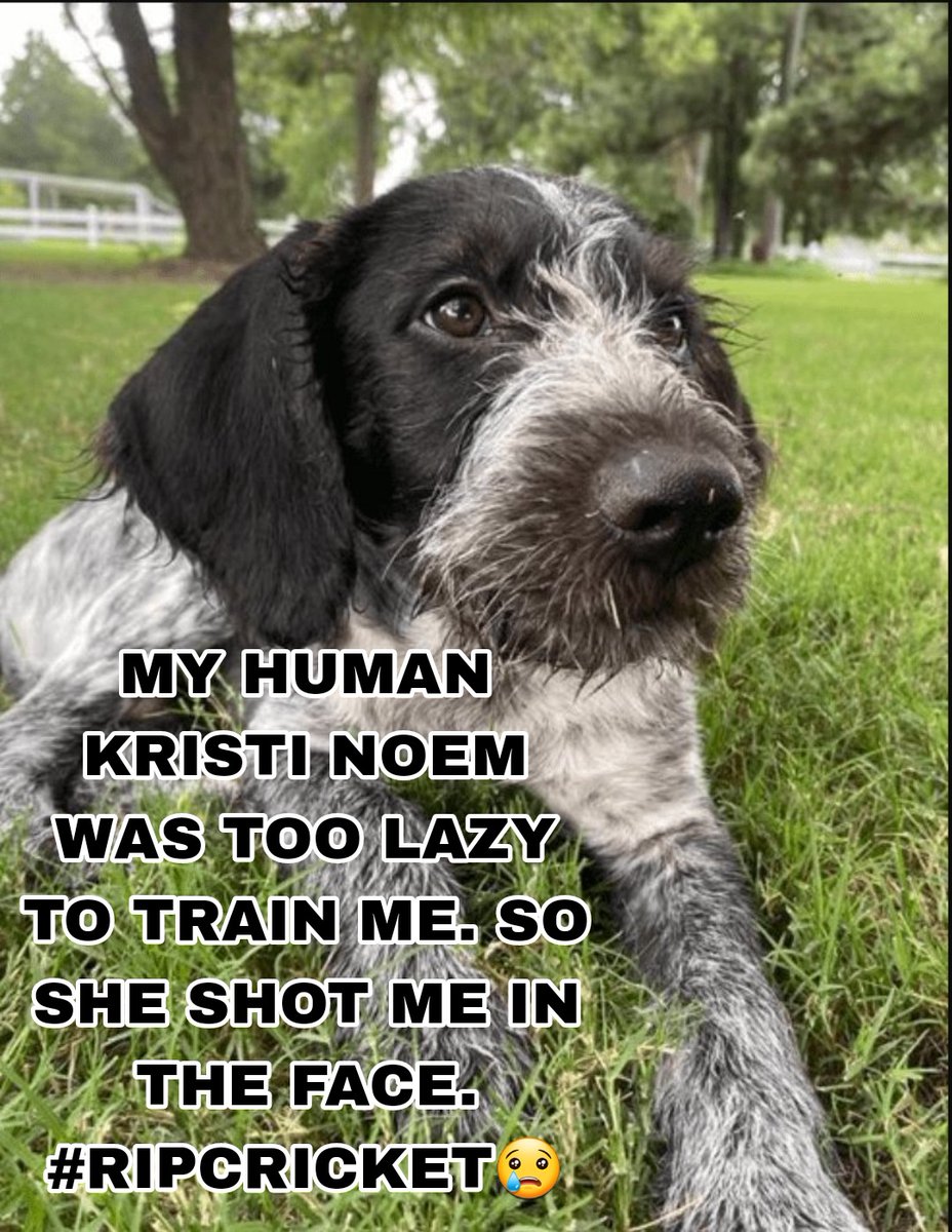 '...blamed the “fake news” for publishing excerpts from her book, which she has not claimed were inaccurate....' Typical Republican play book .@GovKristiNoem it's always someone elses fault! WRONG #Puppykiller YOU dragged the puppy to the gravel pit! YOU shot her in the face! The