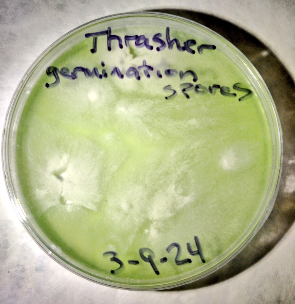 P.E. Thrasher swab germination plate. #cubensis #penisenvy #agar #sporesonagar