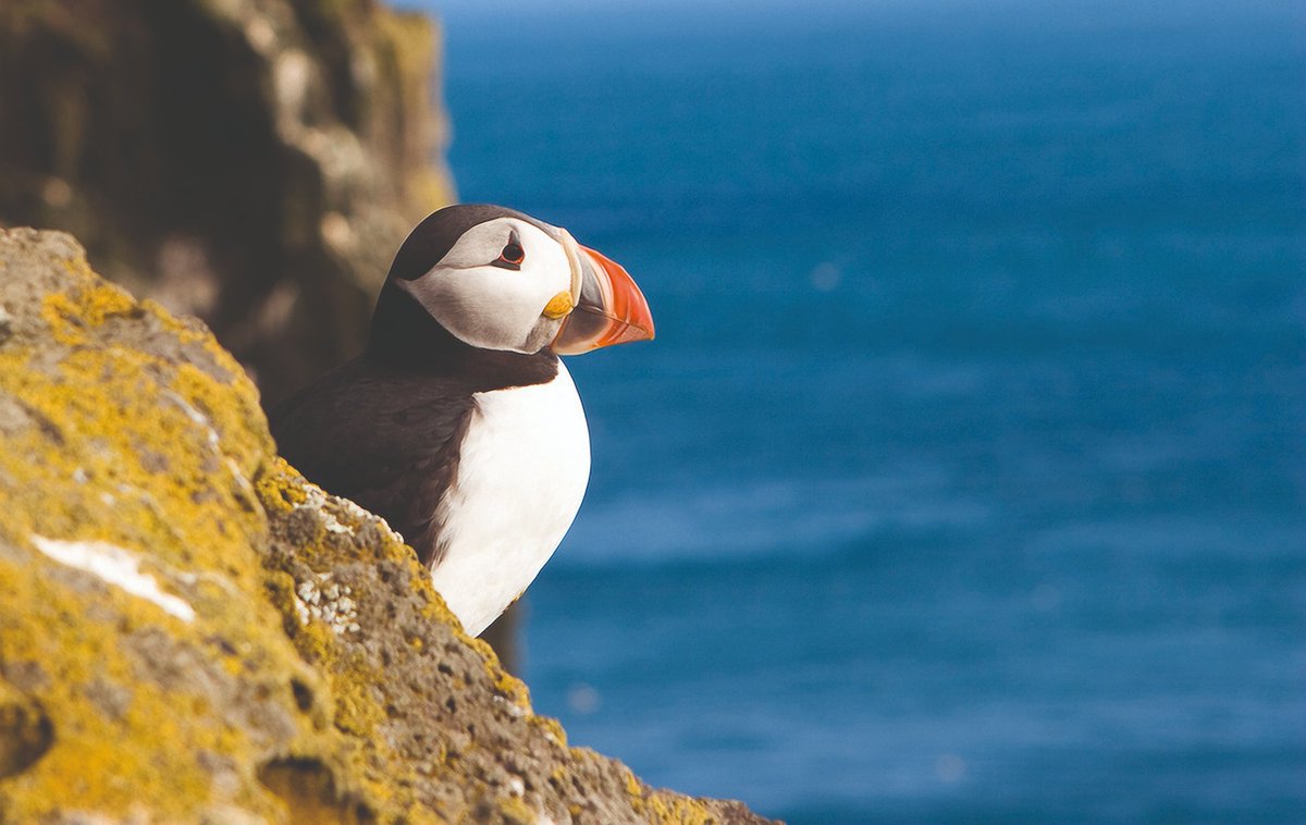 Puffins are back along the Yorkshire Coast!🐧 Join us for @YorksWildlife’s Puffin Festival on 1st & 2nd June at Flamborough Cliffs. Enjoy guided walks, boat trips, & more as we celebrate these charming seabirds! Don't miss out 👇 ywt.org.uk/yorkshire-puff… 📸Bragi Thor