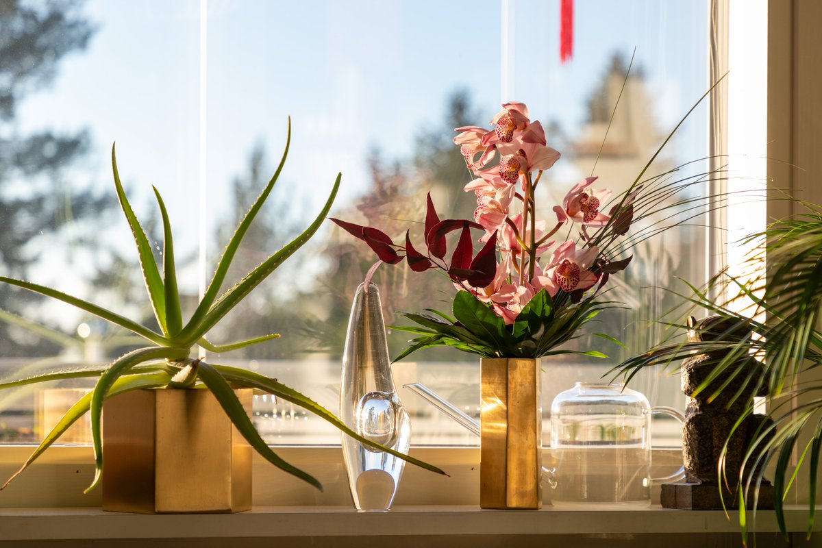 Orchid by Timo Sarpaneva next to orchid (Orchidaceae) on windowsill

Aaaatu image 2023

#photography #orchids