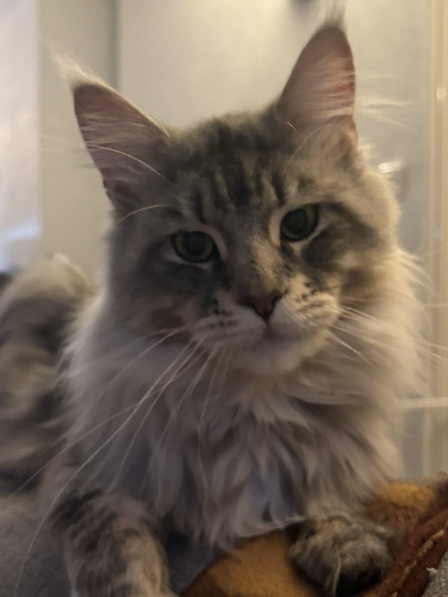 Little Silver/blue stripey baby, looks just like his dad, the copy cat. Can you see the lynx tips yet? #CatsOfTwitter