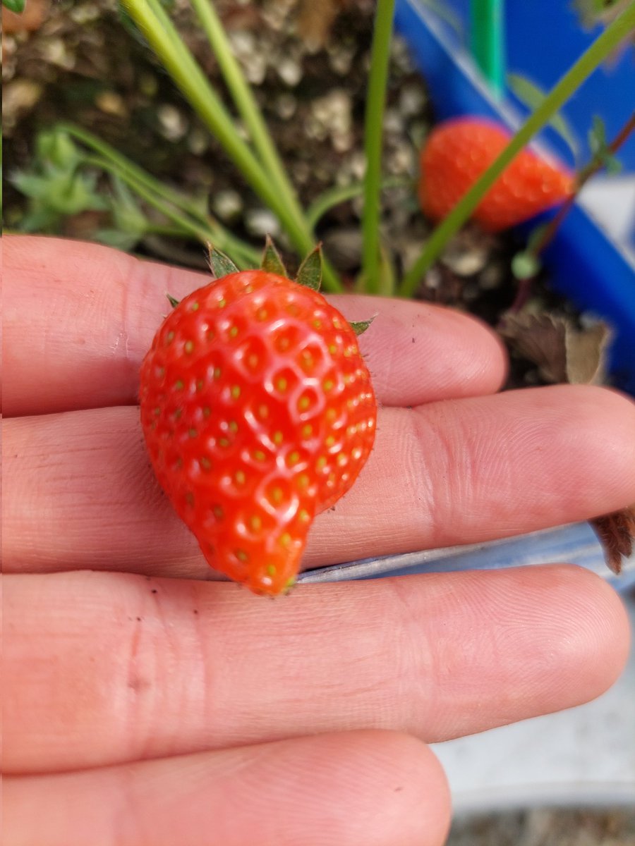 2nd May....First Strawberry 🍓 😋 @markyptweets ;-)