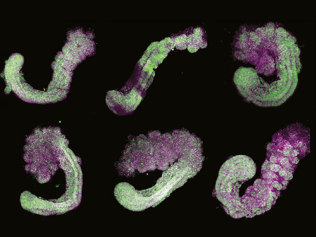 Dynamics of transient progenitor cell populations in a mouse stem cell-derived embryoid as a model of #embryodevelopment. Image & research by @adrianobolondi, Benjamin K. Law et al @MPI_MolGen @PrincetonMolBio in @Dev_Cell. On bpod.org.uk/archive/2024/5…