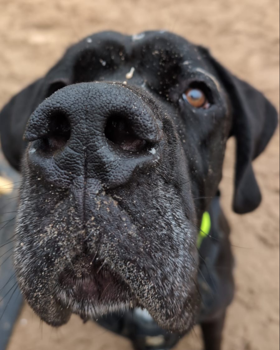 He's being very subtle about it, but we think Lenny wants a #BOOP! 🤣 Meet this gorgeous #GreatDane 👉 bit.ly/3ZvNf1Z #RescueDog #GreatDaneRescue #AdoptDontShop #Rehome #BoopMyNose @DogsTrust