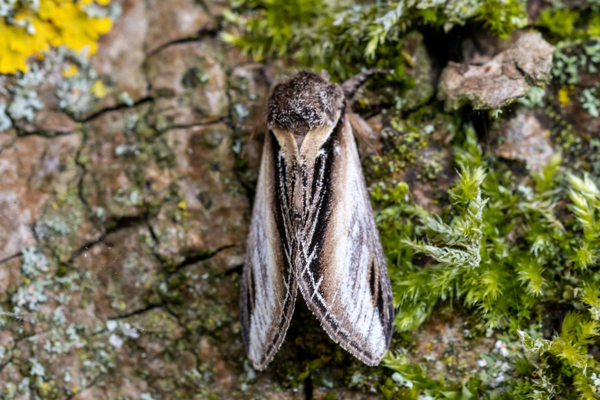 Our popular moth trapping sessions are back 🦋 With over 300 species recorded at Martin Mere, come and take a closer look at all of the weird and wonderful moths we find in our moth trap. 10:30am, daily. Full info: ow.ly/6GN350Re33a