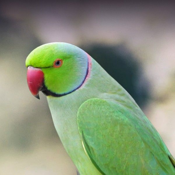 1/14 Super happy today: our new article is out!!!🚨bit.ly/RNP_UK🚨We surveyed people's awareness of, knowledge of + attitudes towards the non-native Ring-Necked #Parakeet (RNP) in the UK 🦜🦜🦜 @Rach_L_White @sarahlcrowley @_KatePlummer Gavin Siriwardena Julia Schroeder