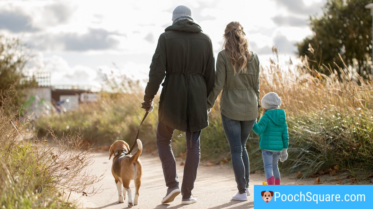 95.5% of dog owners consider their pet to be a member of the family.❤️ #dogfamily #familydog