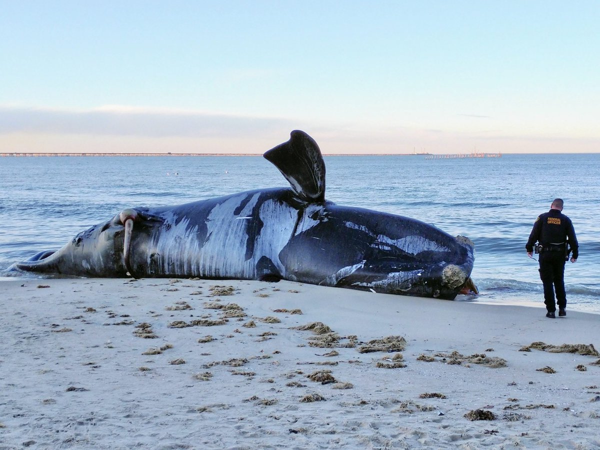 Breaking! U.S. Congress Urged To Give $300 Million To Help Protect Endangered Marine Species 🙏🐋🐢 READ MORE: 🌍👉 worldanimalnews.com/congress-urged…