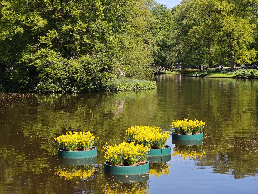 Floating daffodils on a lake, the calm before the storm 👀