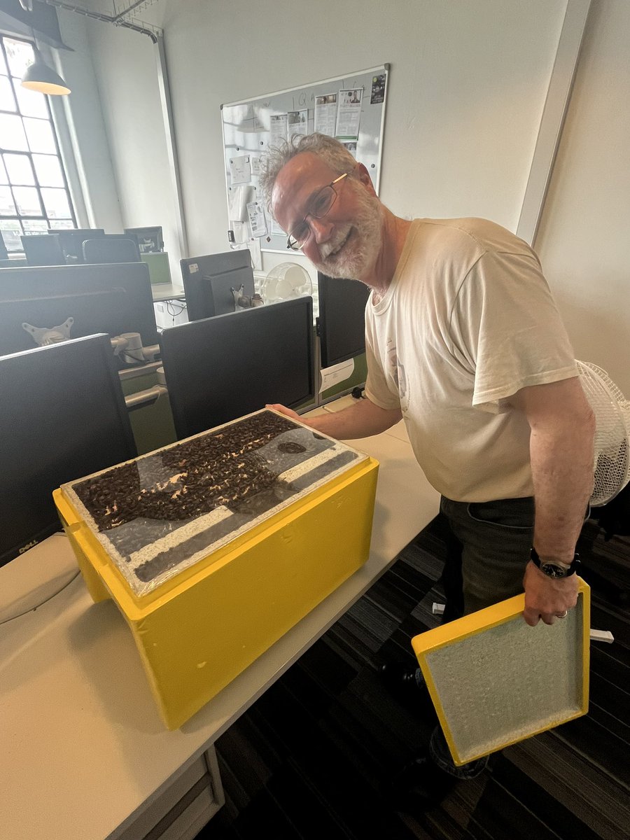 Digbeth Estate (@digbethestate) on Twitter photo If there’s a swarm of bees in Brum, Tim <a href="/CustardBees/">Custard Factory Bees</a> is the man to call! 📞
Here are some bees before safely being transferred to the <a href="/nationaltrust/">National Trust</a>’s Hanbury Hall. If there’s a swarm of bees in Brum, Tim <a href="/CustardBees/">Custard Factory Bees</a> is the man to call! 📞
Here are some bees before safely being transferred to the <a href="/nationaltrust/">National Trust</a>’s Hanbury Hall.
