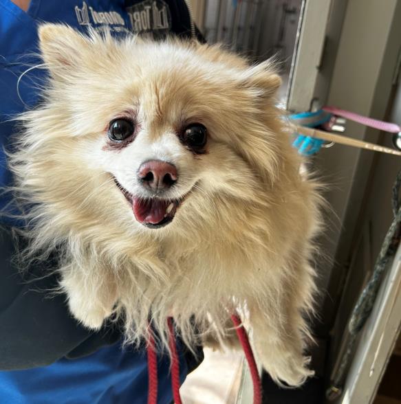 #HIGHPARK Pls RT2unite #FOUND #DOG- 30-Apr-24 #Toronto Animal Services A0975550 #NORTH 416-338-8723 TAN #POMERANIAN F/?Age