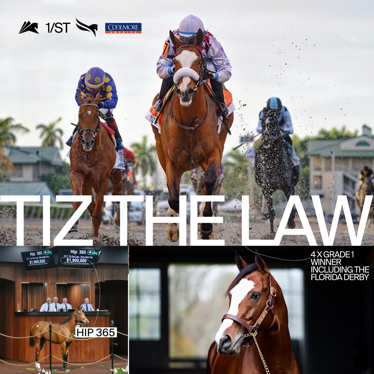 Today we're highlighting a 4x Grade 1 Champion and past Florida Derby and Holy Bull winner, Tiz the Law! Among his first two-year-olds is a promising $1.9 million filly out of Moonlight Sky.