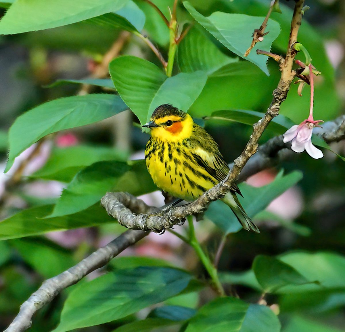 Incredible morning! I had a couple Cape May Warblers drop very low&close in Central Park! Yay!!! This one was being unusually cooperative. Gotta love a bird that has gorgeous rouge on the cheeks!😃🩷