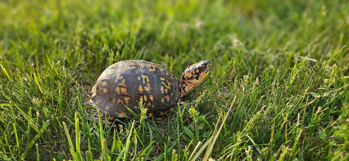 #nature Wildlife professionals LOVE May first - it is the day rehabilitators can officially release the reptiles and amphibians they've been overwintering! So far, we've already released 29 reptiles and amphibians back to their homes, and still have quite a few more waiting on…