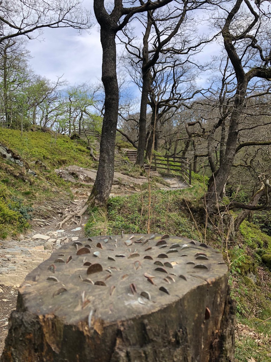 It’s not only waterfalls on the @IngletonFalls, there’s plenty of views, bridges, trees and views too. It’s a favourite with our guests here in #Ingleton