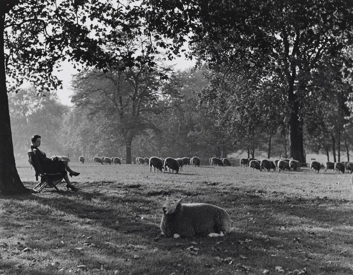 🐑 ☀️ May at Tate is bringing more than just flocks of pretty lambs. From cider tasting, Offprint London returning to Tate Modern and botanical workshops, check out this month's events here ➡️ bit.ly/3Wk9CcM 📷 Wolfgang Suschitzky, Sheep in Hyde Park, London, 1937