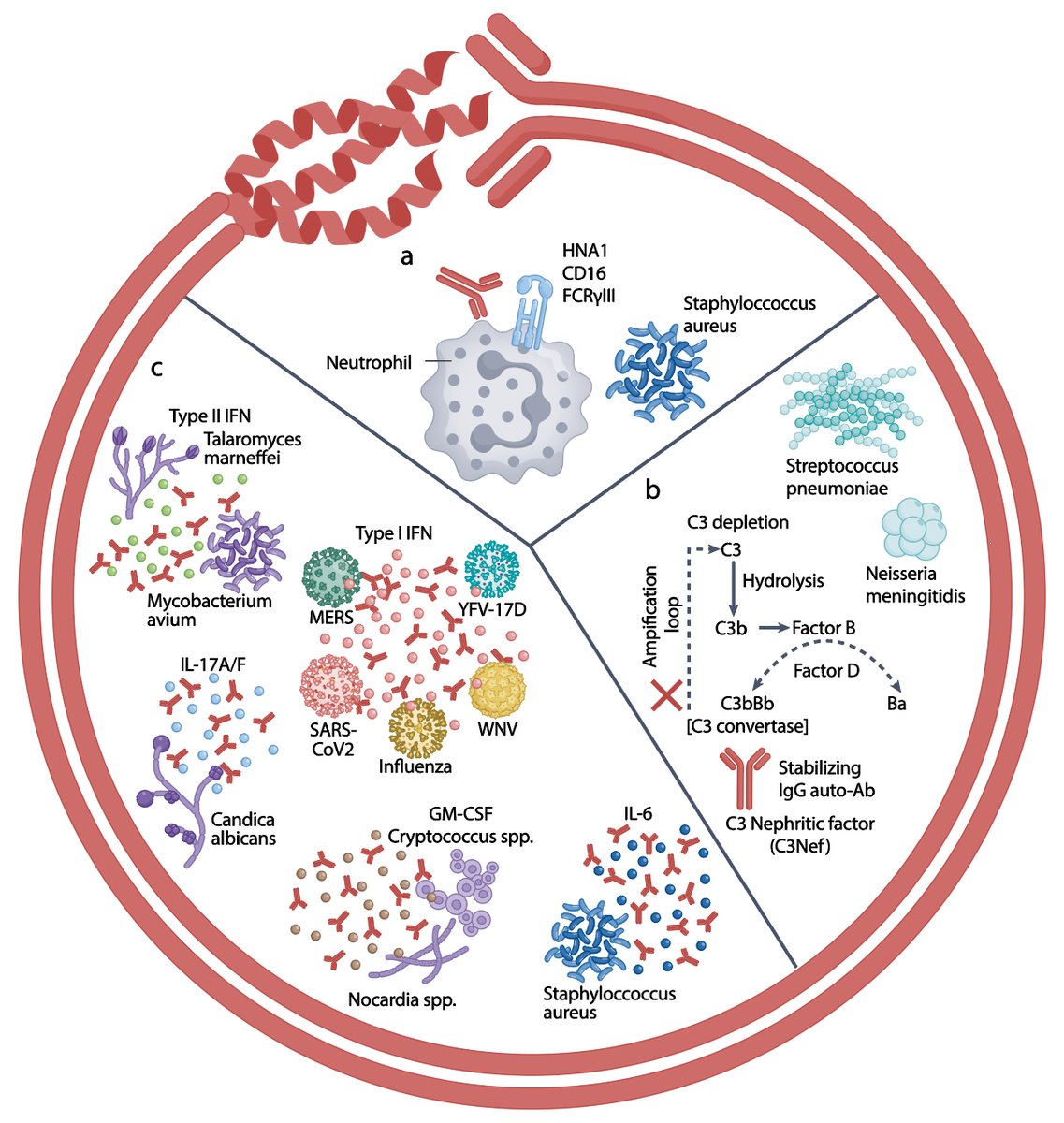 4/ There are three known categories: auto-Abs against neutrophils, the complement, and cytokines.