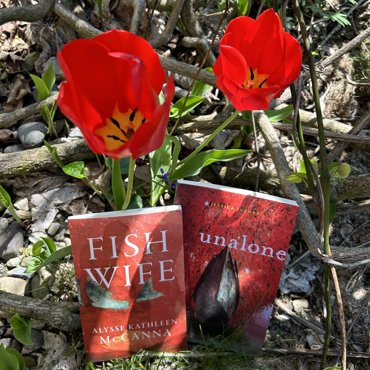 Spring poetry pair: Red, with green breaking through. Featuring FISHWIFE by Alysse Kathleen McCanna (Black Lawrence Press, 2024) and UNALONE by Jessica Jacobs (Four Way Books, 2024). ♥️🌷♥️🌷 @alyssekathleen @BlackLawrence @jessicalgjacobs @FourWayBooks #poetrycommunity