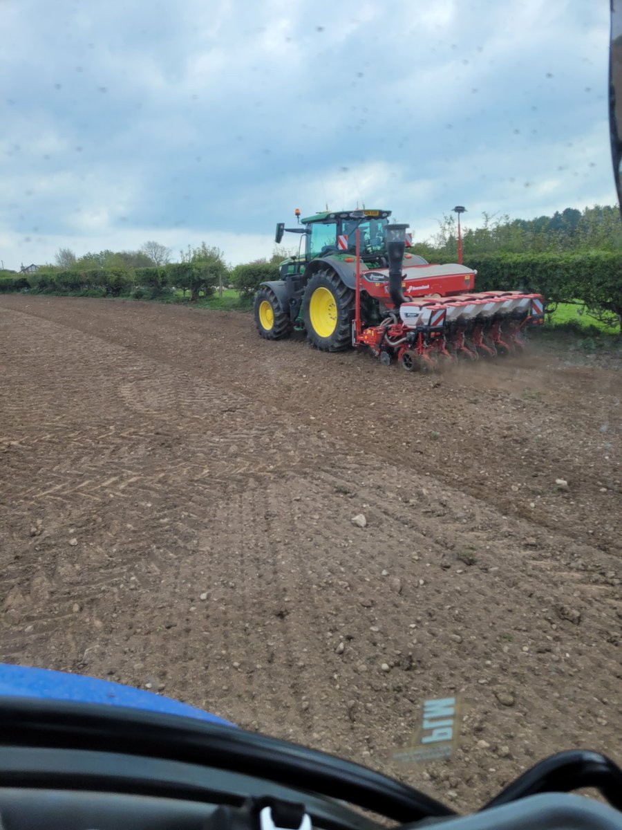Sumo and Lactimo fodder beet drilled today