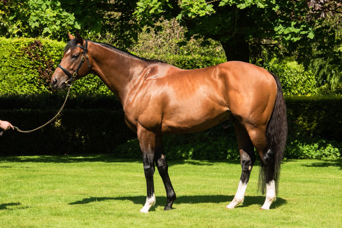🔷 New Stakes winner for @coolmorestud's CHURCHILL (pic) 🔷

🥇 FAST TRACKER makes it two from two and wins the Listed Prix de Suresnes at @fgchantilly for trainer @AlexPantall and owner Guy Heald.

📰 Don't miss the winner's full pedigree review in tonight's EBN

#ReadAllAboutIt