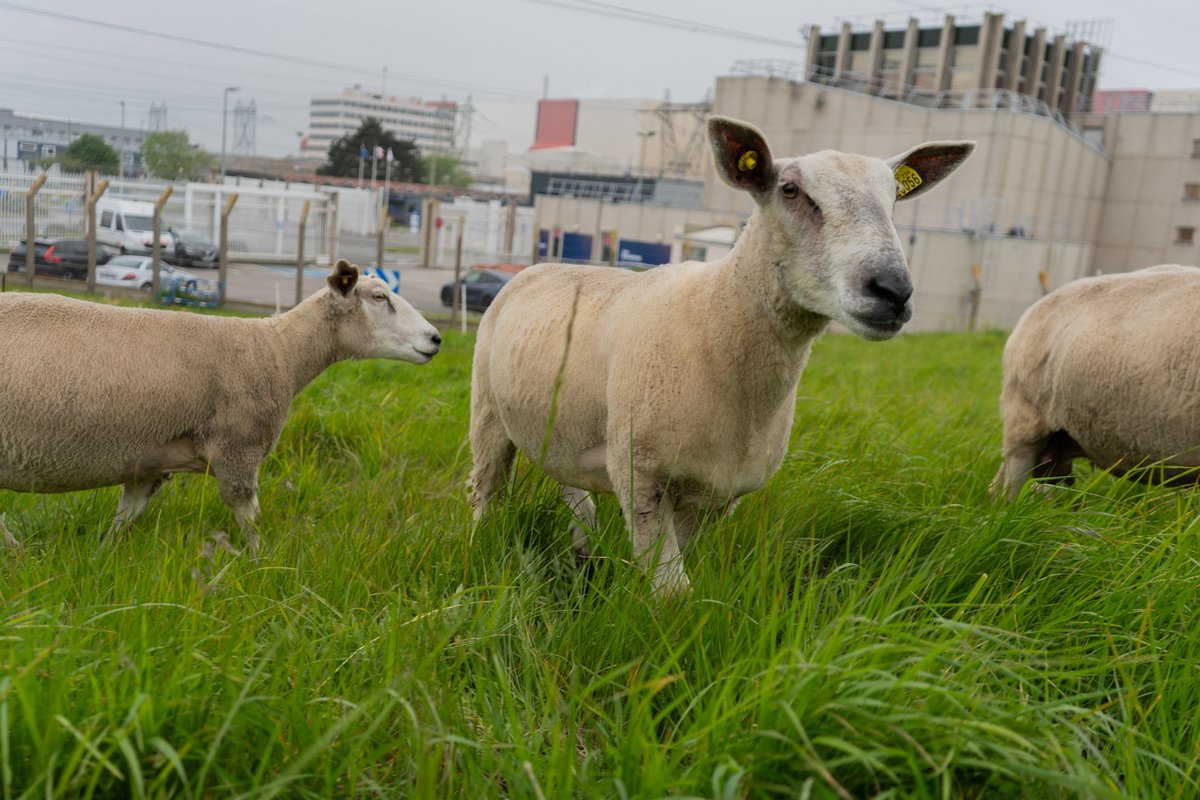 La centrale de Gravelines accueille de nouveaux salariés à temps plein !🐑
En début d'après-midi, 6 moutons boulonnais sont arrivés sur le site. Ils vont assurer une tonte en #écopâturage de la dune aux abords de la centrale jusqu’au mois d’octobre.🌿📷