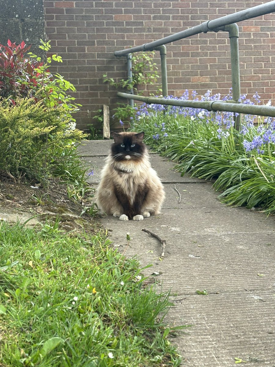 Saw this magnificent creature on the way back from exercising my democratic duty 😻 #CatsAtPollingStations