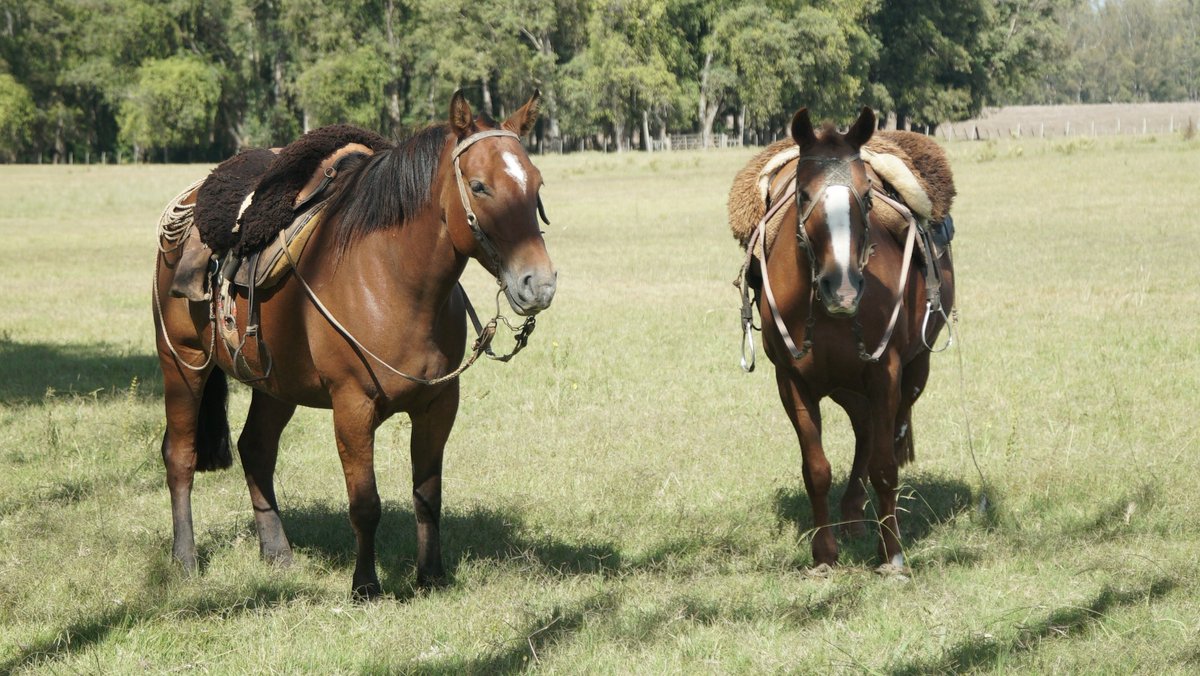 La Dirección General de Servicios Ganaderos actualizó el estado de situación de la Encefalomielitis Equina en Uruguay. Debido a la ausencia de notificaciones en las últimas semanas y de casos positivos por más de un trimestre, el evento sanitario se considera superado.