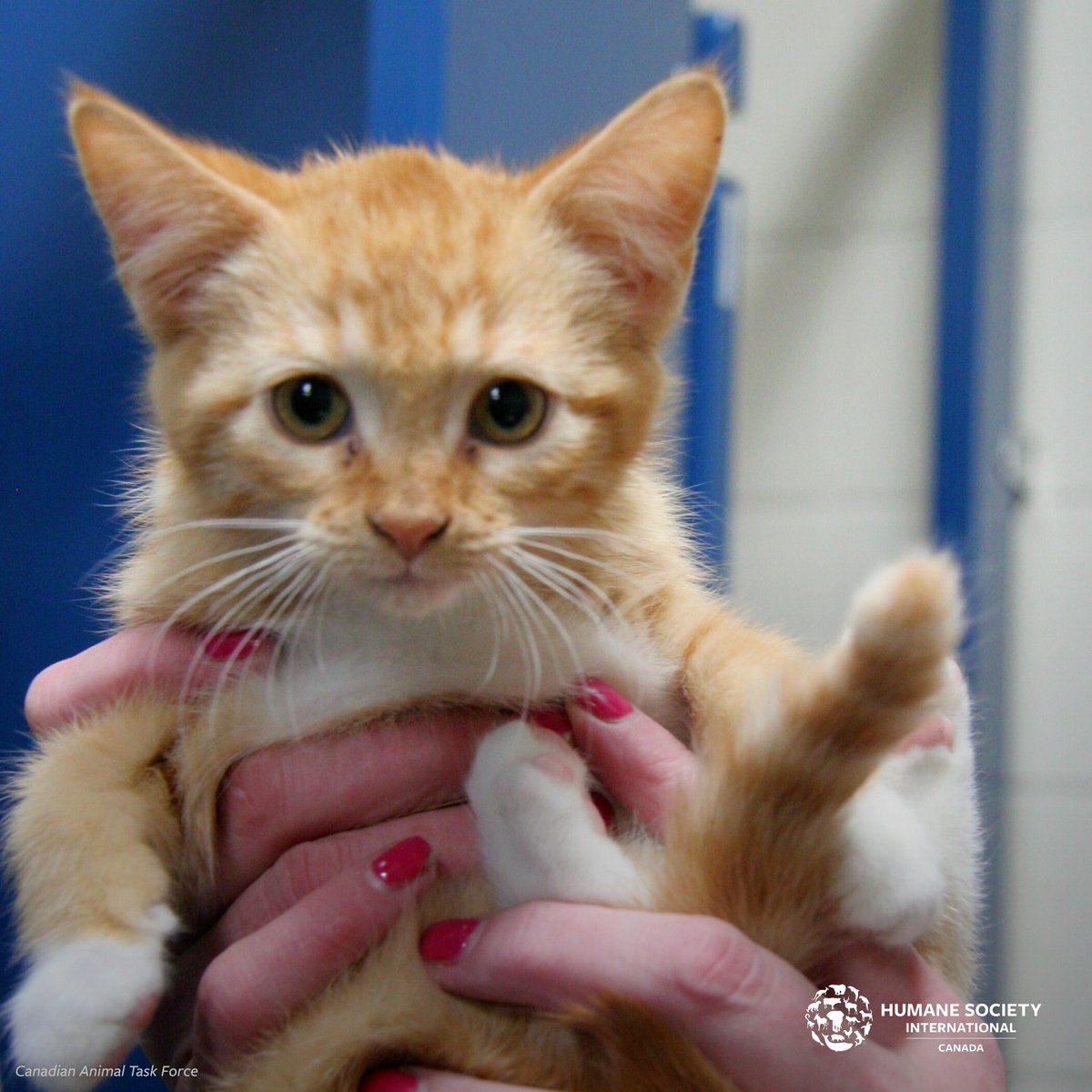 humaneworldcafr's tweet image. Le week-end dernier, nous avons contribué à la clinique de stérilisation de la @ca_taskforce à #Siksika, une communauté des Premières Nations de l'#Alberta.

CATF a atteint l'objectif d'assister 450 animaux grâce au travail extraordinaire de l'équipe sur le terrain.