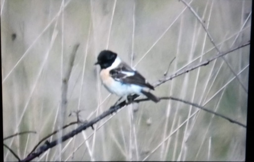 Male Eastern type Stonchat at southern end of lighthouse grasslands this evening BOC photo by Wendy Flakes @BirdGuides @RareBirdAlertUK