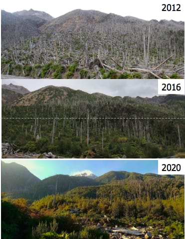 Recuperación de la vegetación después de la erupción del volcán Chaitén.
En conmemoración de 16 años desde la erupción (mayo 2008). Hemos realizado algunos estudios del cambio de la vegetación.
@RewildingChile @IForestalUChile @UPartarrieu @conaf_minagri @munichaiten @uchile