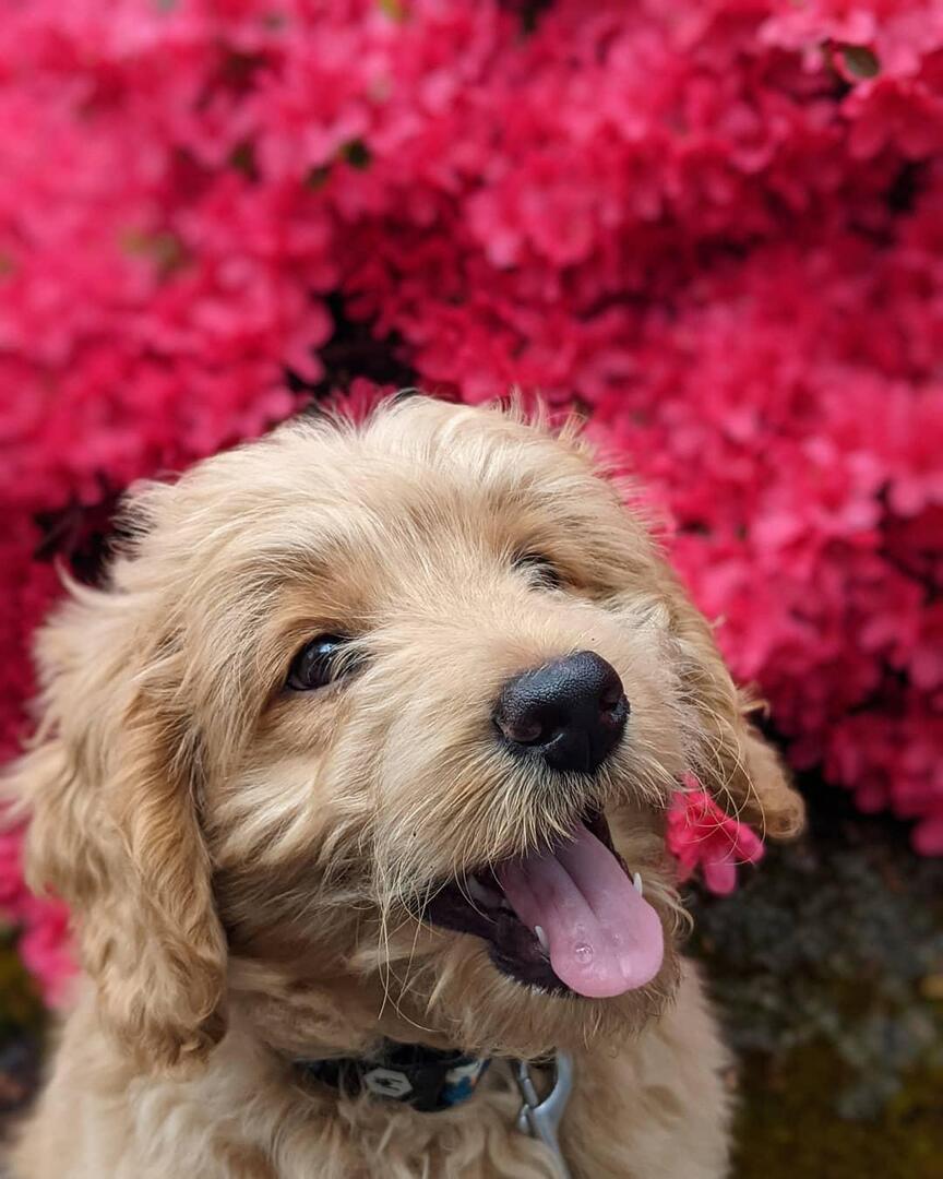 Spring smiles
👉 amzn.to/43cNsKc
#dogs #ad #pets #adogslife #cutedogs #dogsoftwitter #iloveanimals #petlife #petsoftwitter #cute  #petlovers #dog #DogsOnTwitter #dogtwitter #dogoftheday #pet #petsontwitter #adorable #cute #cuteanimals