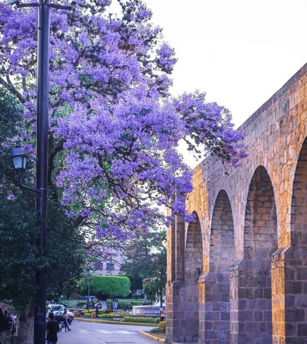 Las jacarandas le dan color 🌳💜 al Acueducto de #Morelia 🇲🇽