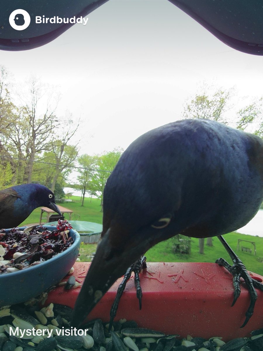 Two grackles for the price of one
